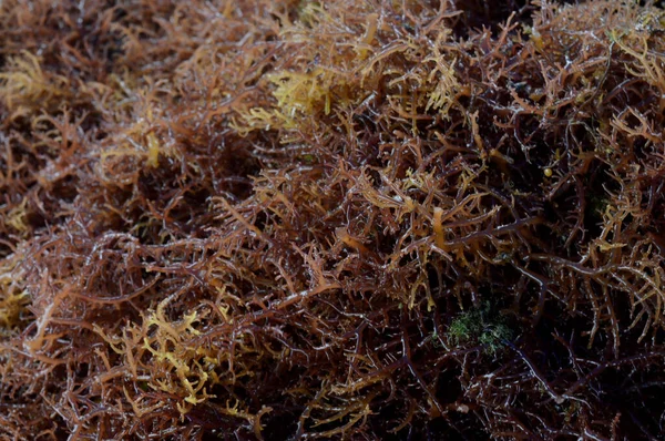 Fresh Brown Seaweed Net — Zdjęcie stockowe