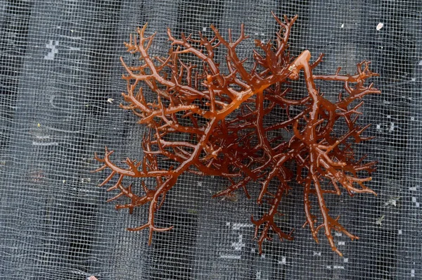 Fresh Brown Seaweed Net — Zdjęcie stockowe