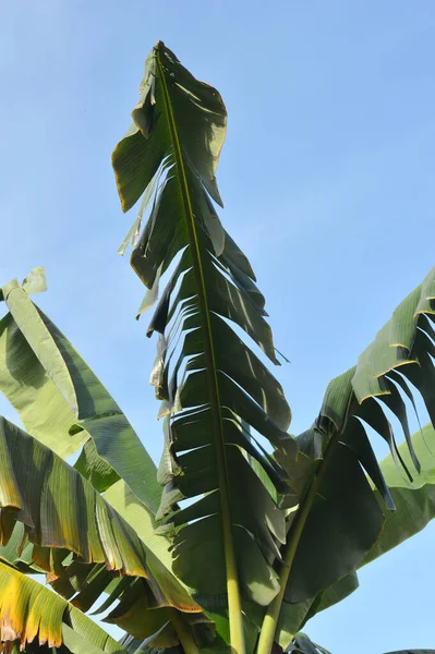 Groupe Feuilles Banane Contre Les Nuages Bleus — Photo