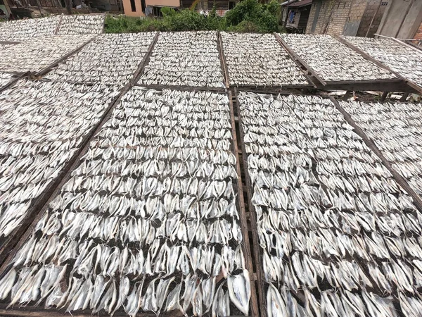 Processo Secagem Peixes Finos Redes — Fotografia de Stock