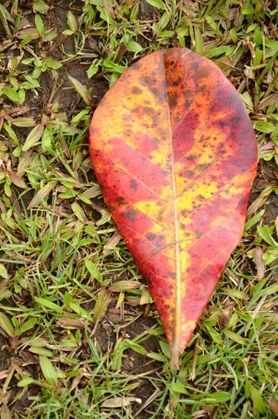 Leaves — Stock Photo, Image