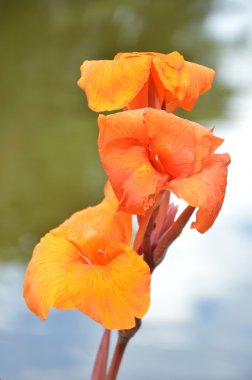 Kana çiçekler (Canna Lily veya Canna Indica)