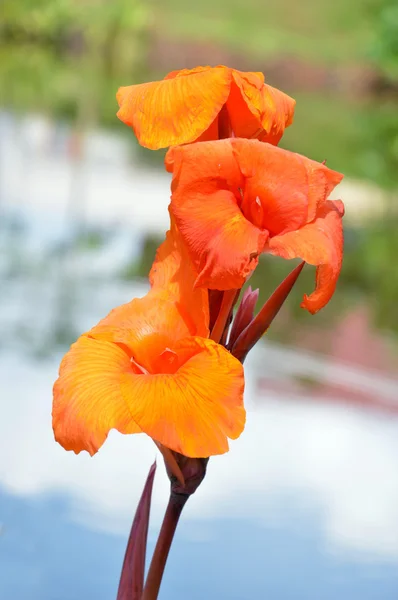 Flores de Kana (Canna Lily o Canna Indica ) — Foto de Stock