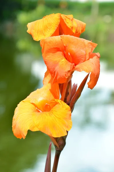 Kana kwiaty (Canna Lily lub Canna Indica) — Zdjęcie stockowe