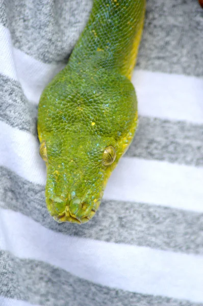 Serpente verde — Foto Stock