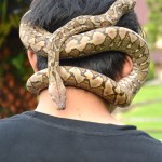 Python Stock Photo by ©arztsamui 9886043