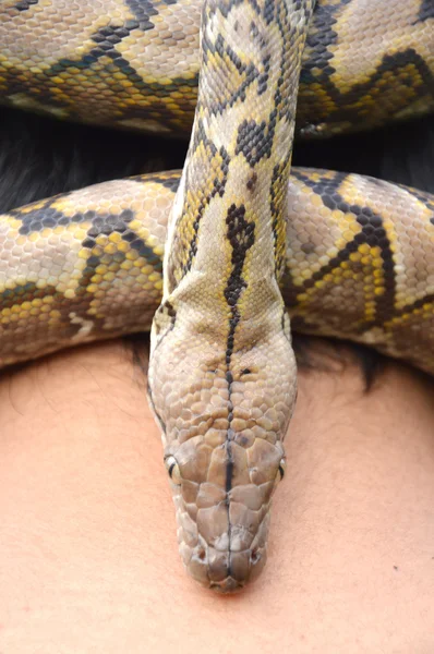 Serpente — Foto Stock