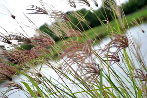Бур'ян трави — стокове фото