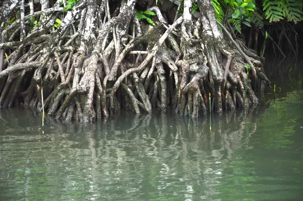 Mangrove — Stock fotografie