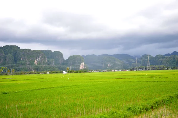 The rice field — Stock Photo, Image