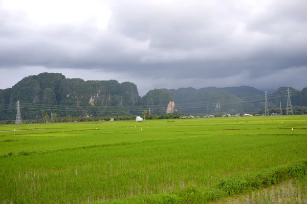 O campo de arroz — Fotografia de Stock