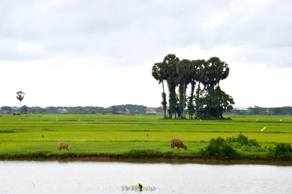 El campo de arroz — Foto de Stock