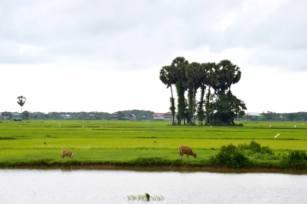 The rice field — Stock Photo, Image