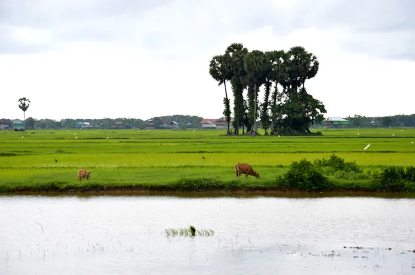 El campo de arroz — Foto de Stock