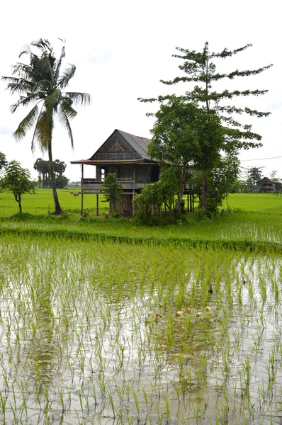 O campo de arroz — Fotografia de Stock