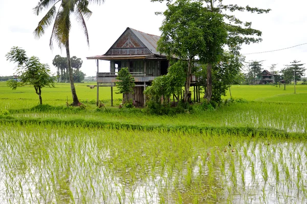 O campo de arroz — Fotografia de Stock