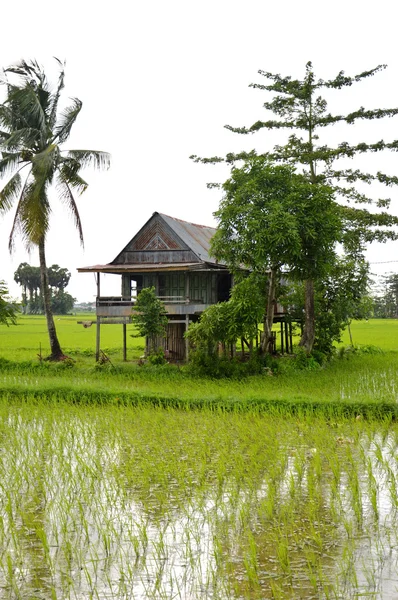 El campo de arroz —  Fotos de Stock