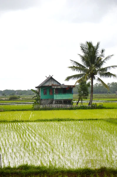 The rice field — Stock Photo, Image