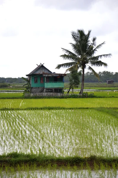 O campo de arroz — Fotografia de Stock