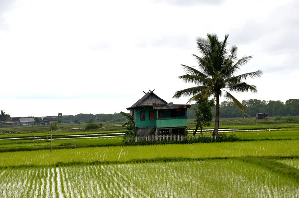 O campo de arroz — Fotografia de Stock