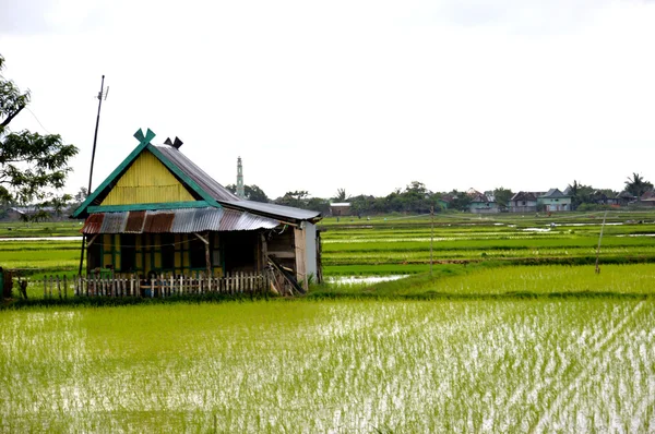 De rijst veld — Stockfoto