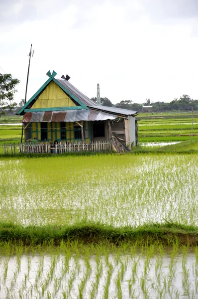 O campo de arroz — Fotografia de Stock