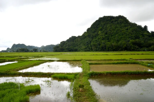 O campo de arroz — Fotografia de Stock