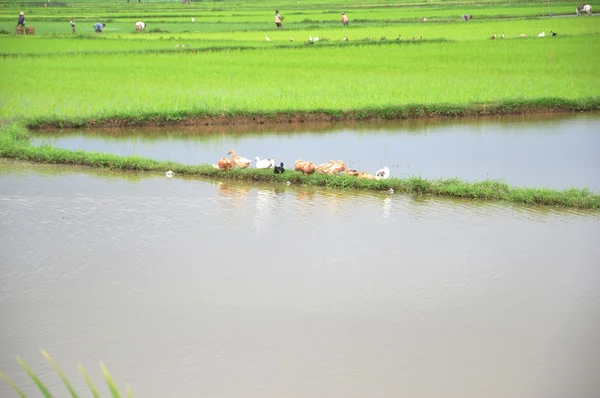 O campo de arroz — Fotografia de Stock