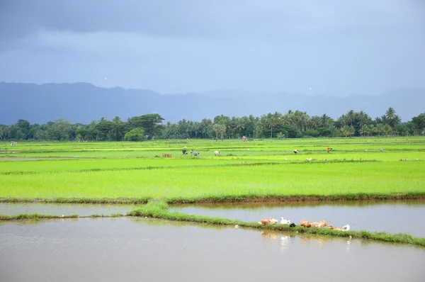 El campo de arroz — Foto de Stock