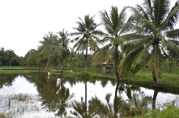 Панорама деревни на юге Сулавеси — стоковое фото