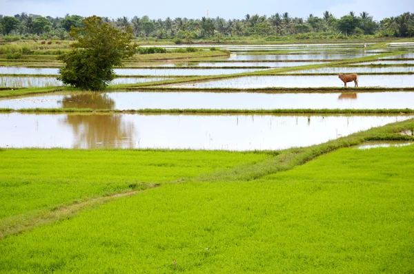 The rice field — Stock Photo, Image