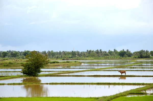 El campo de arroz —  Fotos de Stock