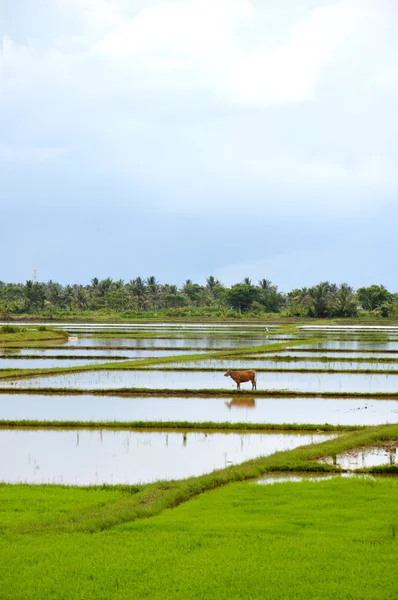 The rice field — Stock Photo, Image