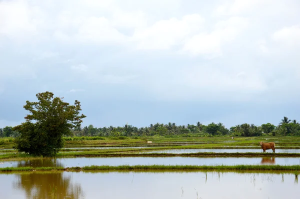 El campo de arroz —  Fotos de Stock