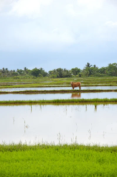 The rice field — Stock Photo, Image