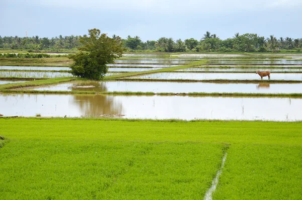 El campo de arroz — Foto de Stock