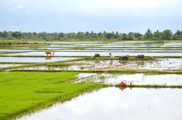 O campo de arroz — Fotografia de Stock