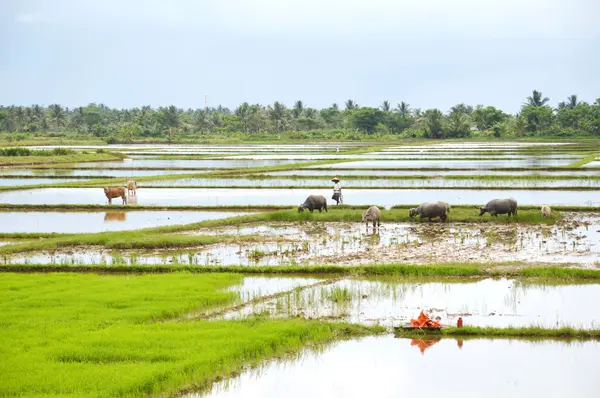 O campo de arroz — Fotografia de Stock