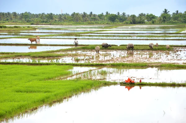 O campo de arroz — Fotografia de Stock