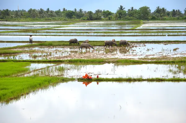 O campo de arroz — Fotografia de Stock