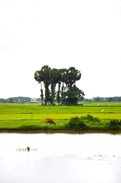 El campo de arroz — Foto de Stock