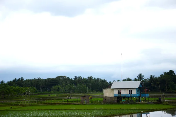 O campo de arroz — Fotografia de Stock