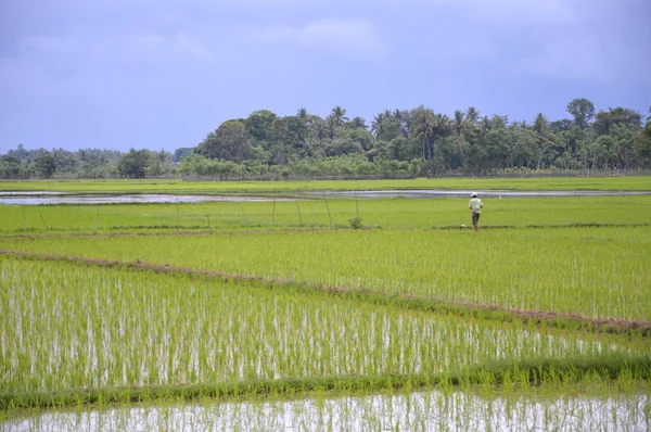 A rizs mező — Stock Fotó