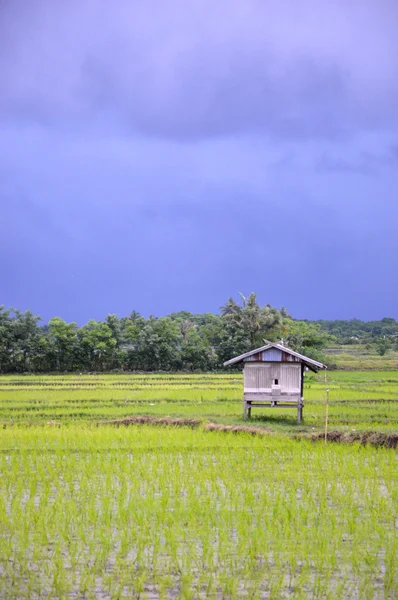 Pirinç alan — Stok fotoğraf