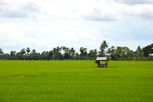 O campo de arroz — Fotografia de Stock