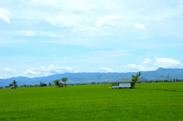 El campo de arroz —  Fotos de Stock