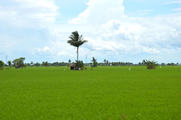 O campo de arroz — Fotografia de Stock