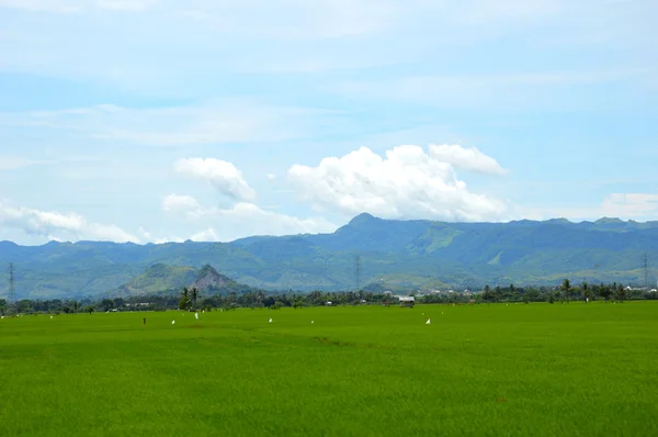 Le champ de riz — Photo