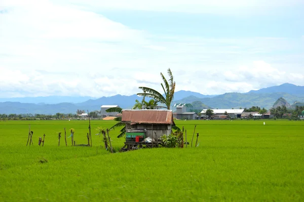 O campo de arroz — Fotografia de Stock