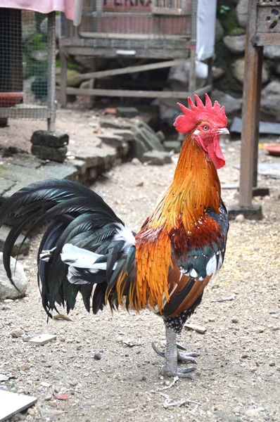 Rooster — Stock Photo, Image